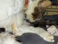 Geredde mishandelde kat uit Veghel bevalt van kittens.