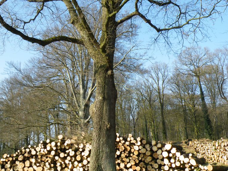 Er wordt veel gekapt. Beeld Koos Dijksterhuis