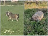 Sloeg Westhoekwolf opnieuw toe? Drie ooien gedood en drie andere dieren verwond in Kruiskerke 