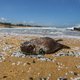Plastic korrels bedreigen de natuur, moeten worden bestempeld als ‘gevaarlijke stof’
