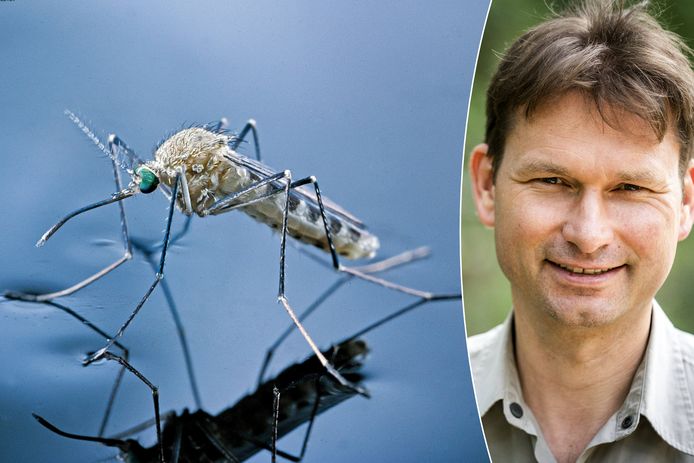 De huissteekmug (Culex pipiens)  en muggenexpert Arnold van Vliet.