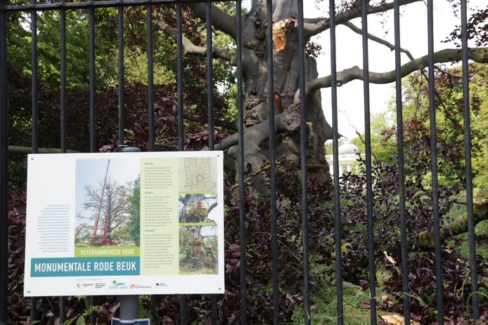monumentale beuk verliest opnieuw grote tak