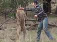 Het trieste verhaal achter de man die kangoeroe in gezicht sloeg en sanctie riskeert