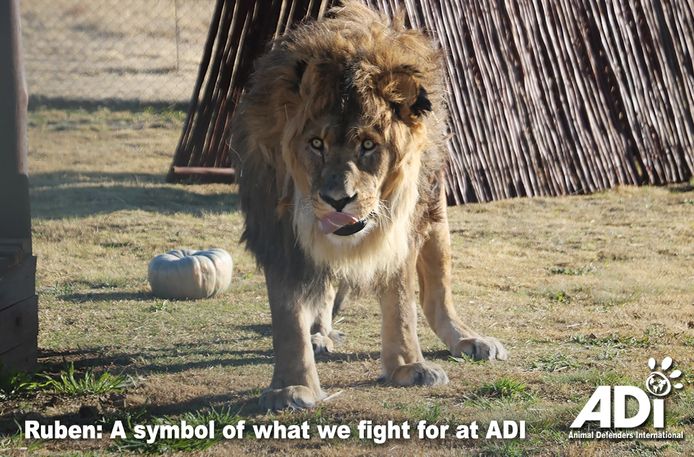 Animal Defenders International