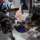 ‘Sterilisatie-actie’ in Amsterdam moet overbevolking katten tegengaan: ‘Het doel is een diervriendelijk en zwerfkattenvrij Nederland’