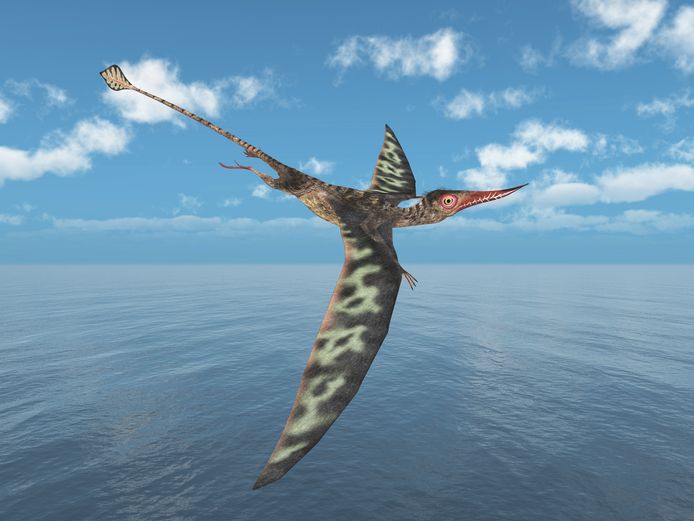 Artistieke impressie van een Rhamphorhynchus, met zijn lange staart en spitse snuit.