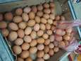 73.000 eieren met omstreden fipronil ontdekt in Duitsland