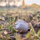 Broedende birdies op de golfbaan