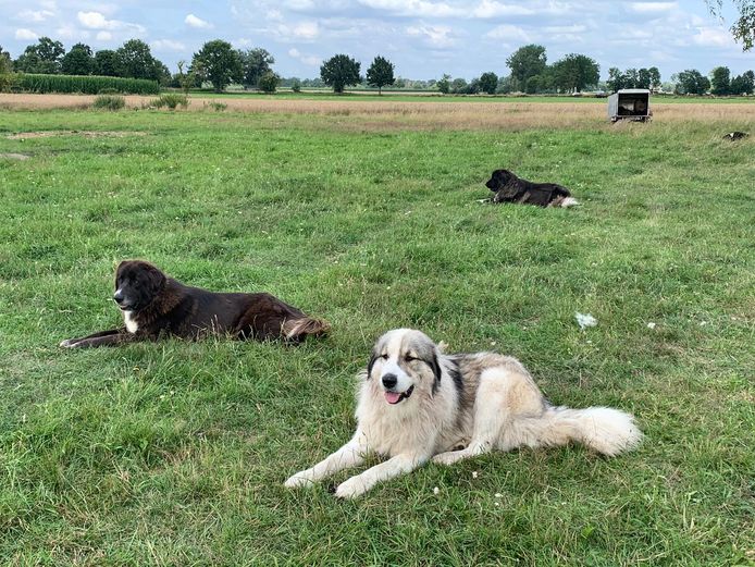 Spaans Andere plaatsen een keer Deze honden jagen wolven weg, maar zijn 'niet geschikt als huisdier' |  Binnenland | AD.nl