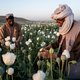 Afghaanse boeren moeten nu clandestien papaver telen