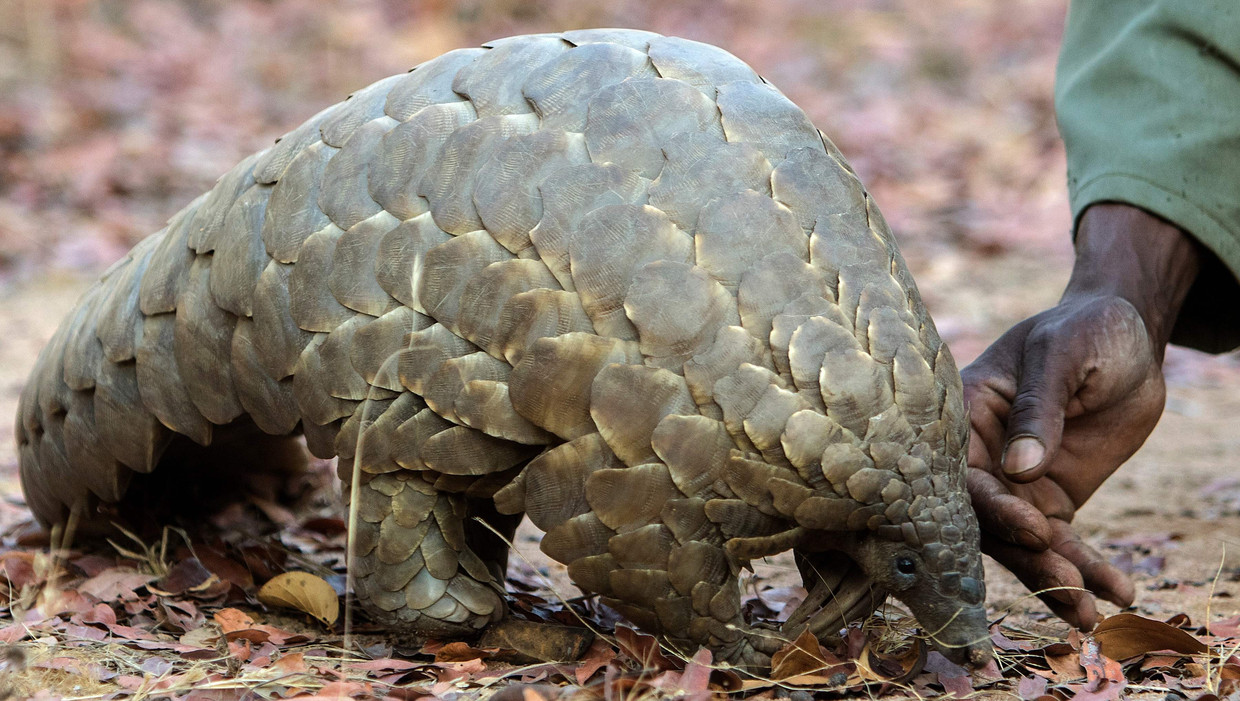 De pangolin haalt niet vaak het nieuws, maar is geliefd bij stropers en wordt het vaakst illegaal verhandeld. Beeld AFP