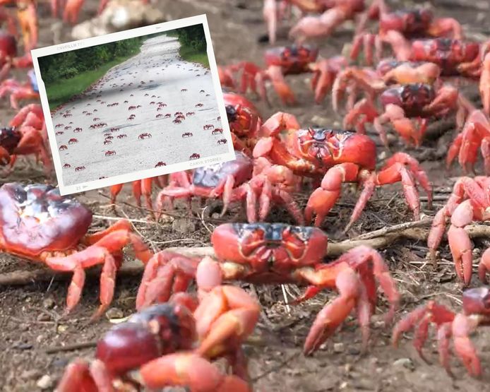 Cette île habitée en Australie est chaque année envahie par des millions de crabes rouges.