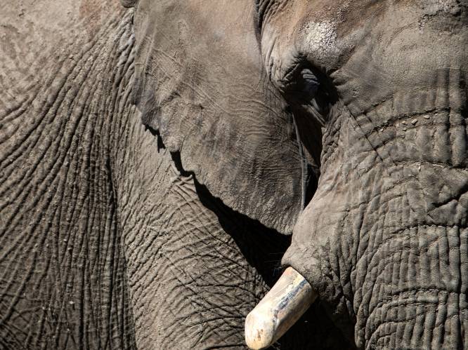 Man betrapt met afgezaagde slagtanden van bedreigde olifant in loods: ‘Dacht dat ik ze wel mocht hebben’ 