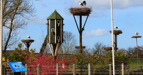 Ooievaarsstation Zegveld wil stoppen als 'rustpunt' | Woerden - AD.nl