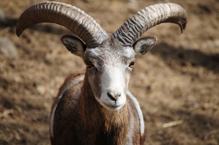 Een moeflon. Afgelopen week werden in Nationaal Park De Hoge Veluwe enkele doodgebeten moeflons gevonden. Beeld 