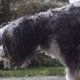 Verlamd hondje krijgt grote verrassing van baasjes