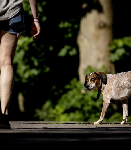 Politie waarschuwt voor stukjes gefrituurde spons in Roomburgerpark: ‘Pas op voor uw honden’
