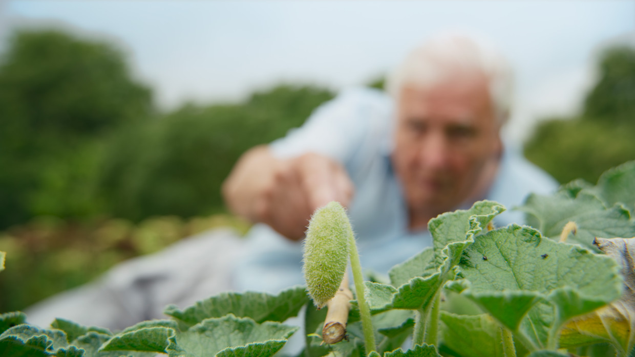 Bioloog David Attenborough wijst ons op het belang van planten, in dit geval de springkomkommer. 