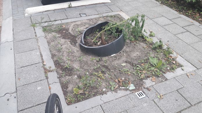 Zes nieuwe boompjes aan de Julianalaan zijn afgebroken.