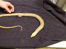 Aangereden ‘slang’ blijkt pootloze hagedis van 81 centimeter lang: ‘Nog nooit gezien’