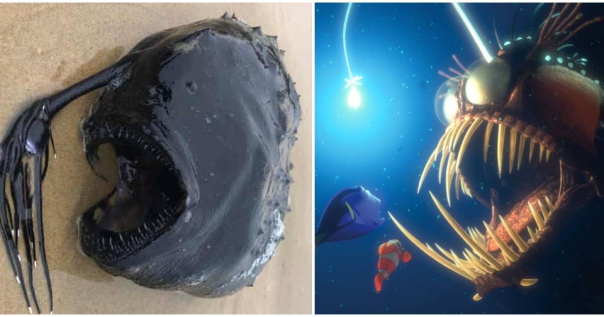 monsterachtige diepzeevis met lampje uit finding nemo spoelt aan op strand dieren hln be