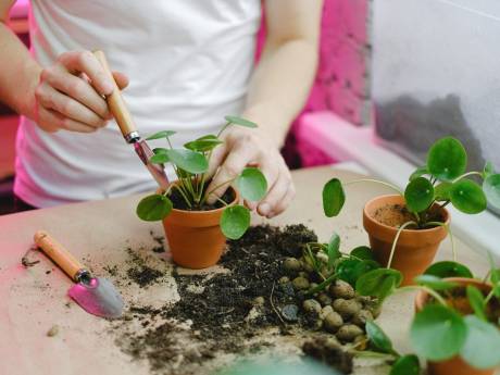 Plantenliefhebbers opgelet: hier in Deventer ruil je dit weekend stekjes