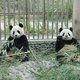 Ook Frankrijk 'krijgt' panda's van China