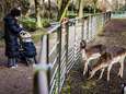 Hertenkamp-ban verbaast beheerders: ‘Herten juist reden om door park te lopen’ 