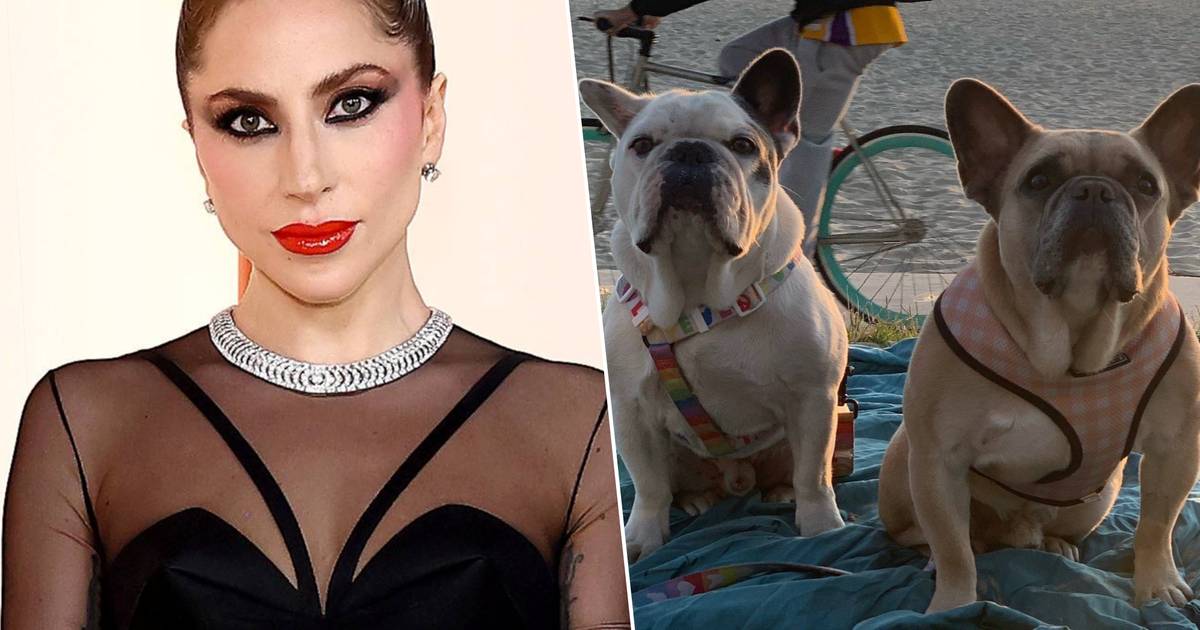 Lady Gaga refuses to pay stolen dog finder fee and wants lawsuit dismissed |  celebrities