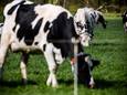 Grazende koeien (foto ter illustratie)