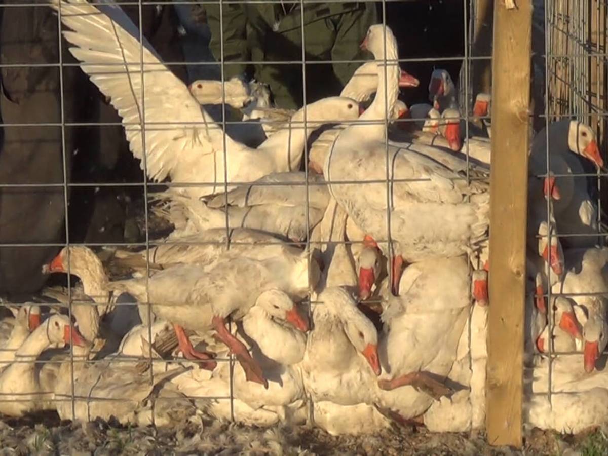 Dierenmishandeling in Noord Amerikaanse slachthuizen Ganzen verpletterd en verstikt bij donsleverancier van Canada Goose Buitenland hln.be