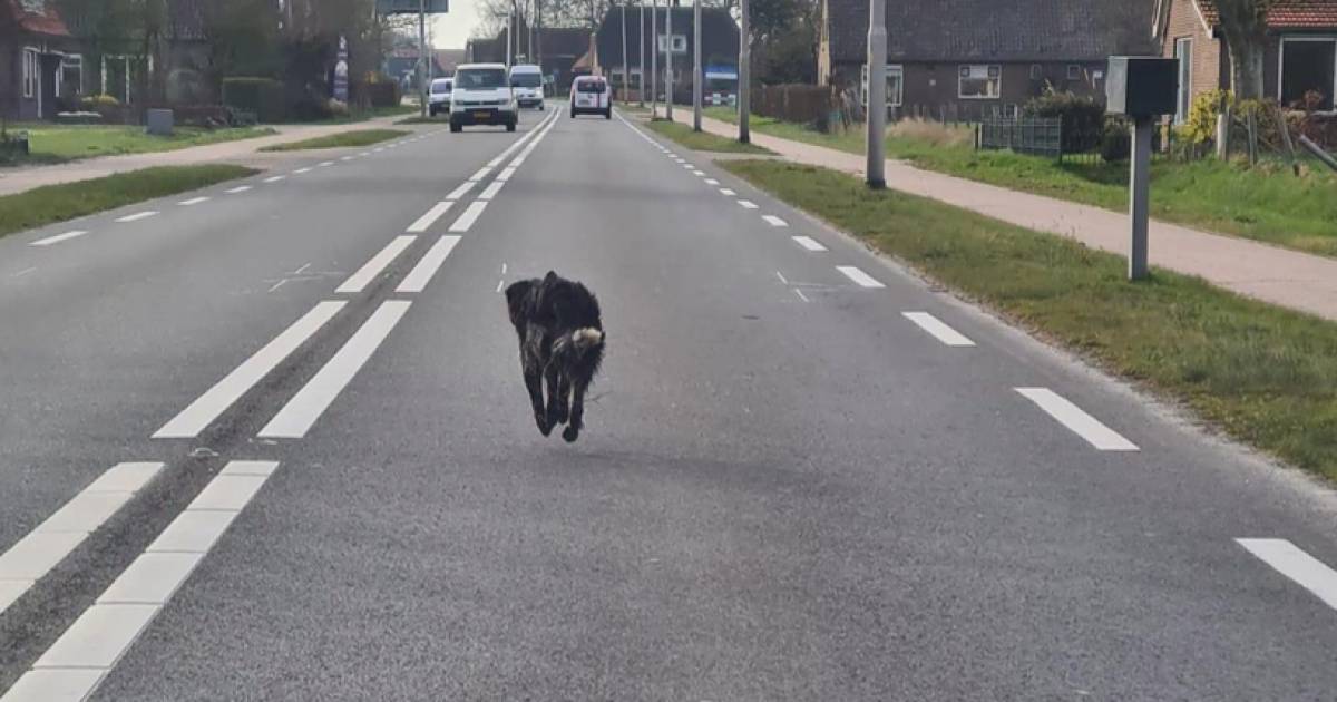 Fantastisch nieuws, hond Sky uit Aduard van de zorgboerderij Hoeve Paradij gesignaleerd in Steenwijk, mocht u de hond zien tip dan de dierenambulance of politie #Sky #Steenwijk #Aduard .