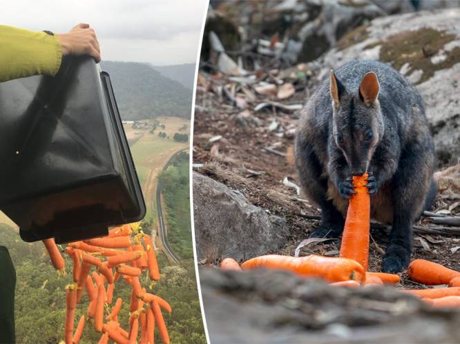 Helikopters droppen duizenden kilo’s wortels voor kangoeroes die verhongeren door bosbranden