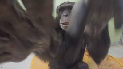 Nieuw maatje van 'vlogchimp' Marria sloopt GoPro