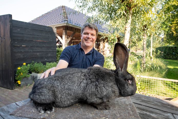 krassen Merchandiser Telegraaf Bram uit Den Ham heeft mooiste Vlaamse Reus van Nederland: 'Het is een  kolossaal dier' | Twenterand | tubantia.nl