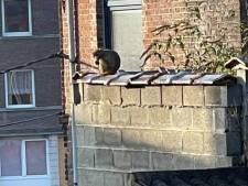 Le singe repéré à Charleroi est toujours en liberté: “S’il est un peu intelligent...”