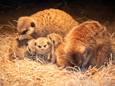 De drie pasgeboren baby's met de rest van hun familie.