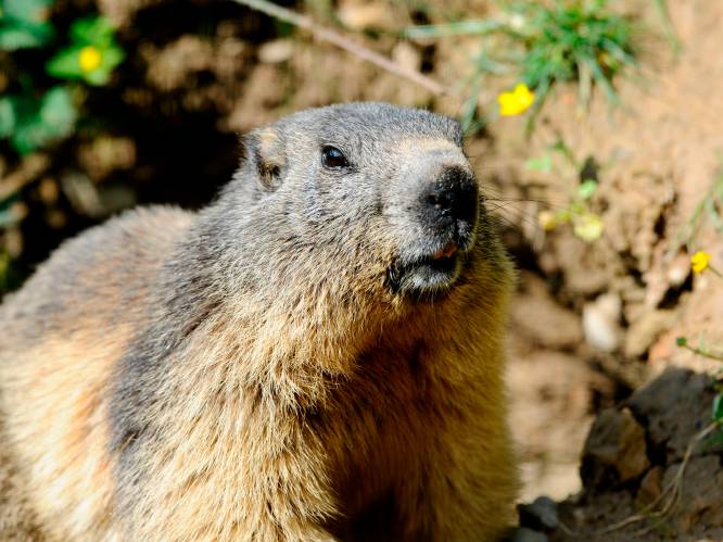 15-jarige sterft aan builenpest na eten van besmette marmot