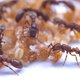 Mierenpoppen voeden jong en oud met een soort moedermelk