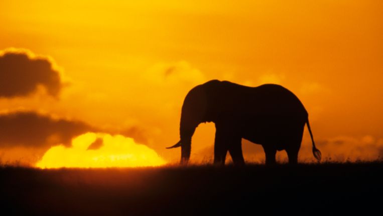 Eenheid Wat leuk nep Afrikaanse olifant is eigenlijk twéé olifanten | De Morgen