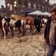 De eeuwenoude paardenmarkten in Voorschoten en Elst zijn springlevend