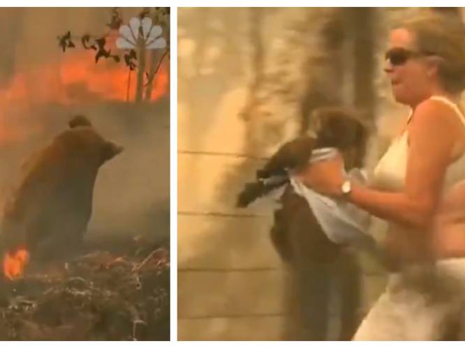 Australische vrouw zet alles op alles en redt zwaar verbrande koala uit vlammenzee