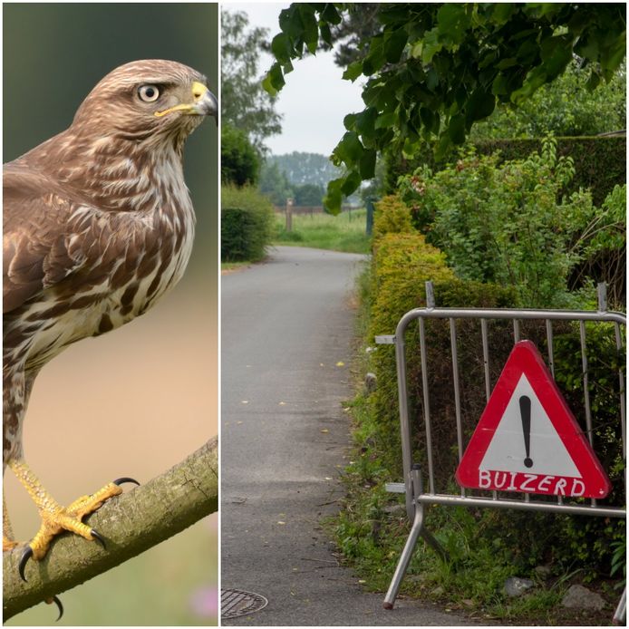 Een bord waarschuwt voor de buizerd in Wetteren. De vogel links is een buizerd, maar niet de agressieveling uit Wetteren.