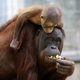 Orang-oetan geboren in de Apenheul