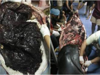 Walvis overlijdt na inslikken van meer dan tachtig plastic zakken