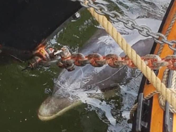 Dolfijn volgt Frans vrachtschip en zwemt recht in de Amsterdamse haven