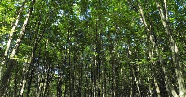 Agrarische grond in Liempde omtoveren tot natuur: 'Uitstekende zaak voor het milieu' - BD.nl