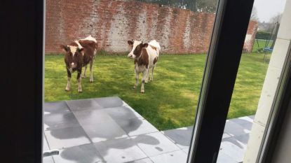 En plots lopen er koeien in je tuin