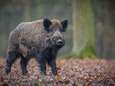 Monsters onderzocht van 3 everzwijnen die mogelijk Afrikaanse varkenspest dragen