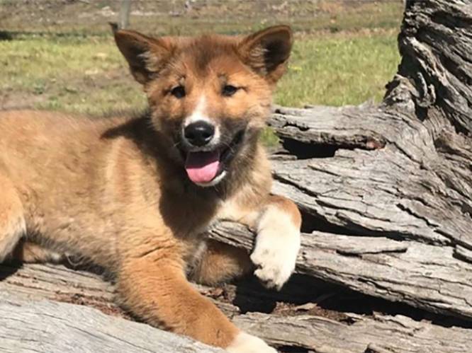 Gevonden straathondje op Australische platteland blijkt na DNA-test zeldzame volbloed dingo